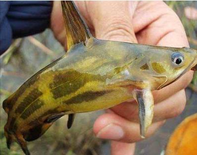 黄颡鱼发病和饲料关系,黄颡鱼爆病的原因