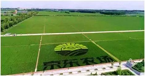 京东在全国多地建京东农场,京东农场最新建设
