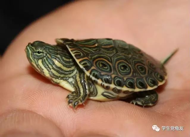 真假李逵——我们买到的“大河甜甜圈”是何许龟也?