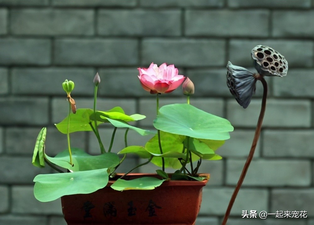 碗莲种子发芽到开花全过程,碗莲荷花种子几天发芽