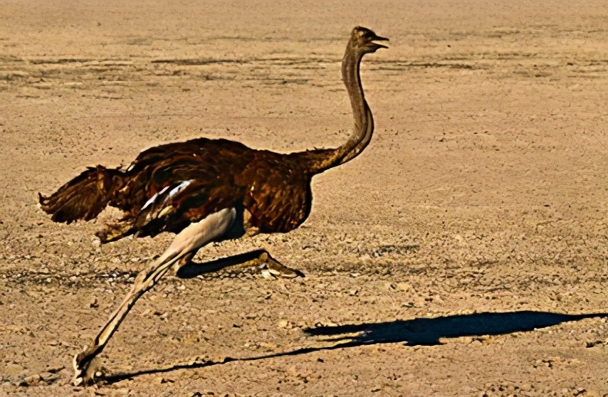 跟马拉松有关的冷知识,这些马拉松冷知识你知道吗