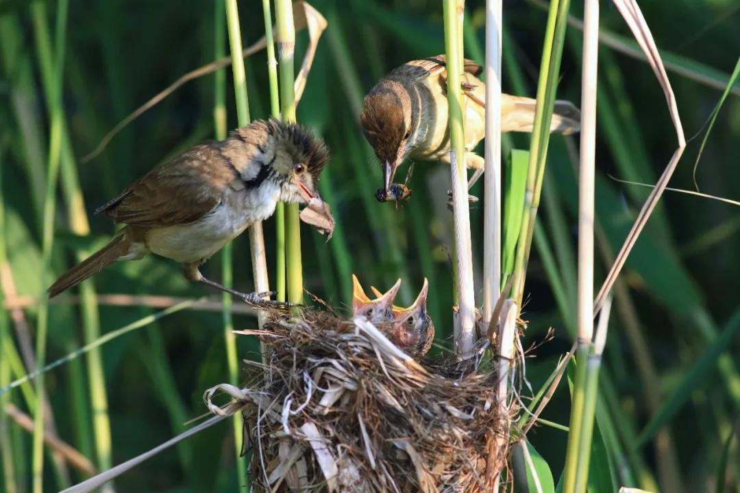 「992|动听河北」这片湖被称作“东亚蓝宝石”,竟是禹王治水留下的“禹迹”