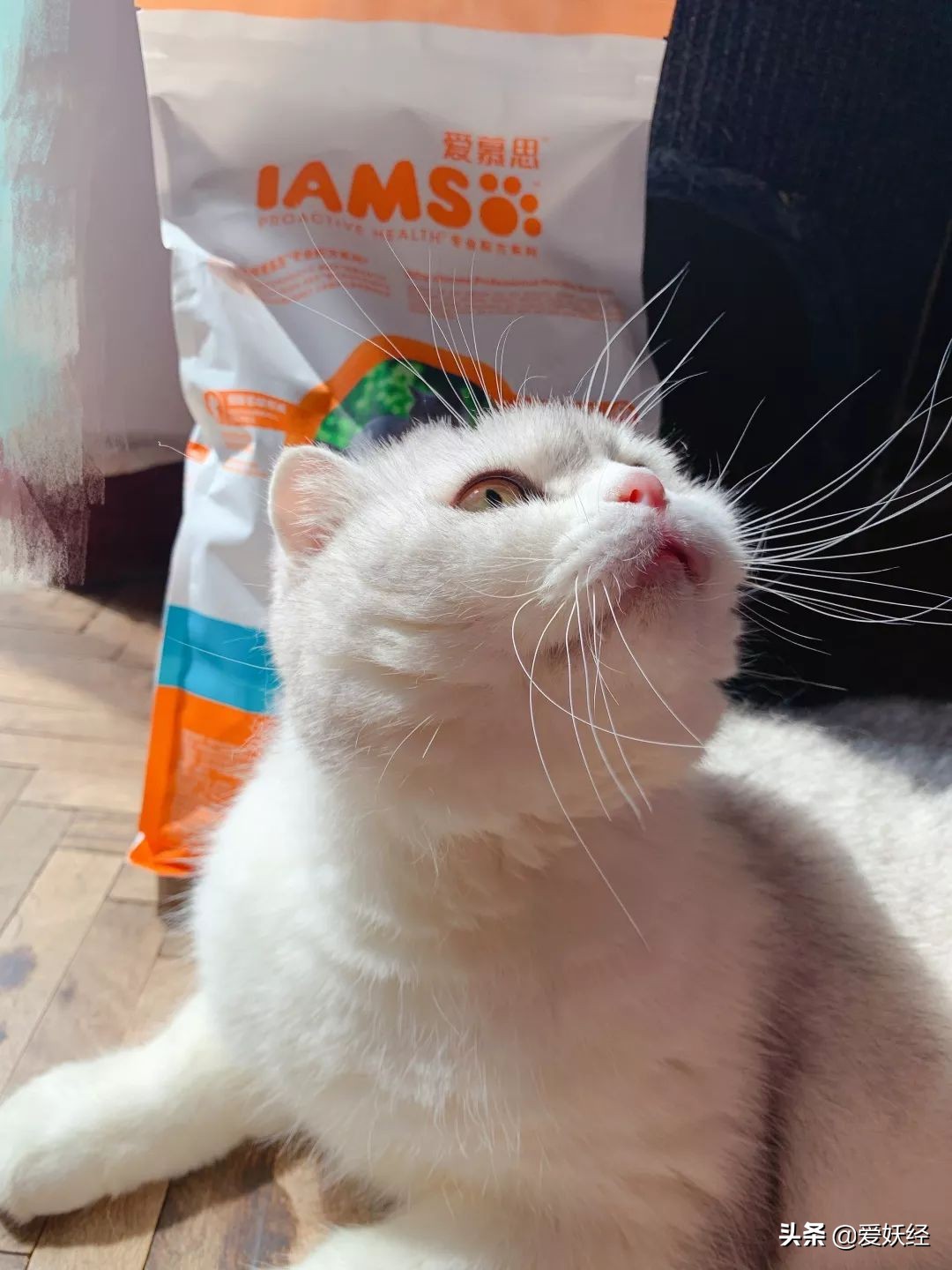 铲屎官减肥瘦身,吐毛球的铲屎官