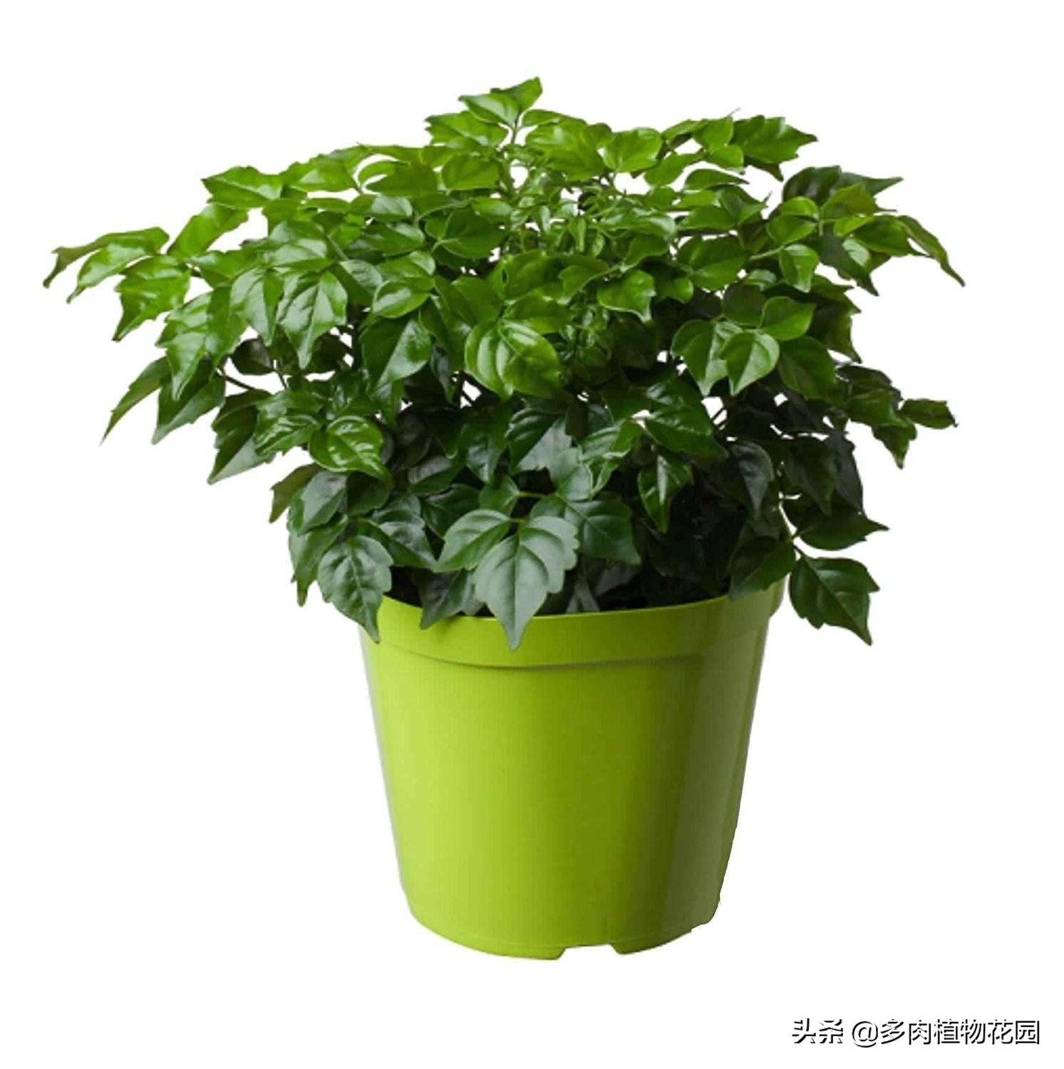 幸福树叶子少怎么才能枝繁叶茂,幸福树冬天叶子掉完了可以修剪吗