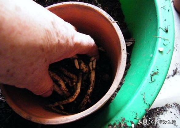 养君子兰需要什么条件才能开花,君子兰怎么养护才能让它开花