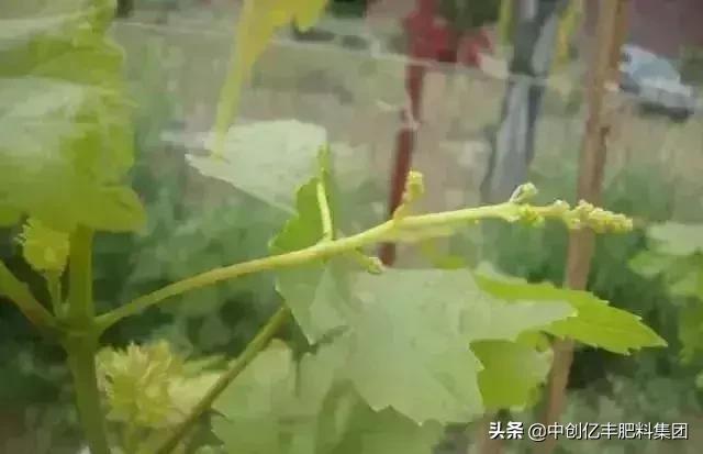 葡萄能不能在坑内种植,葡萄种植坑挖多大合适