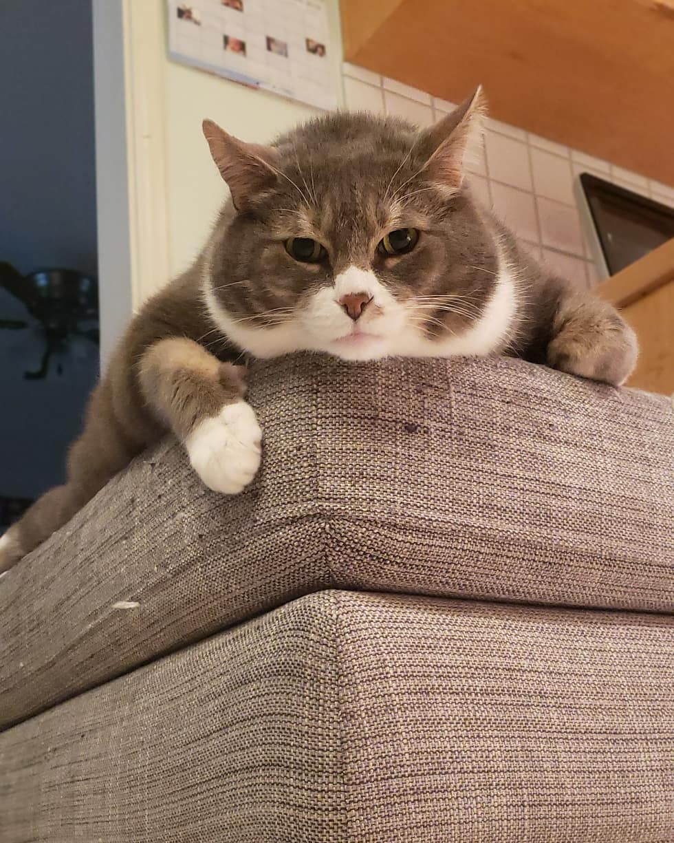 给猫减肥为啥越减越肥,猫减肥的最佳方法