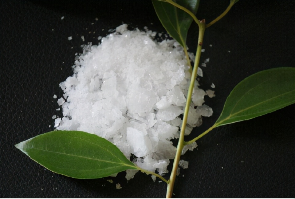 樟树哪种药用价值高,樟树用途与价值