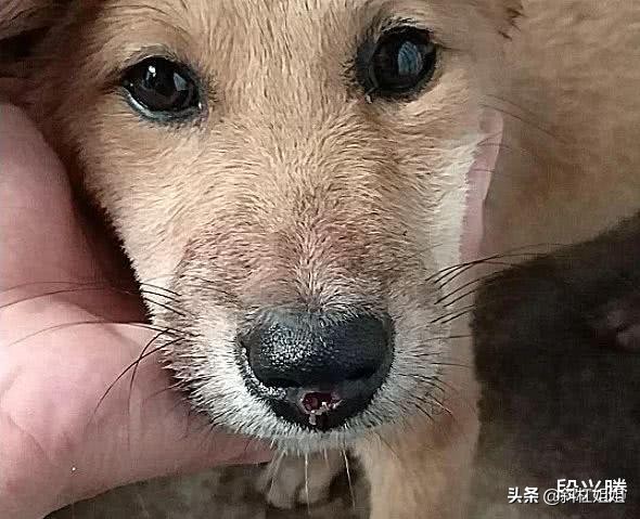 狗狗一直仰头不停哆嗦,狗狗一直呜咽口中有粘液站立困难