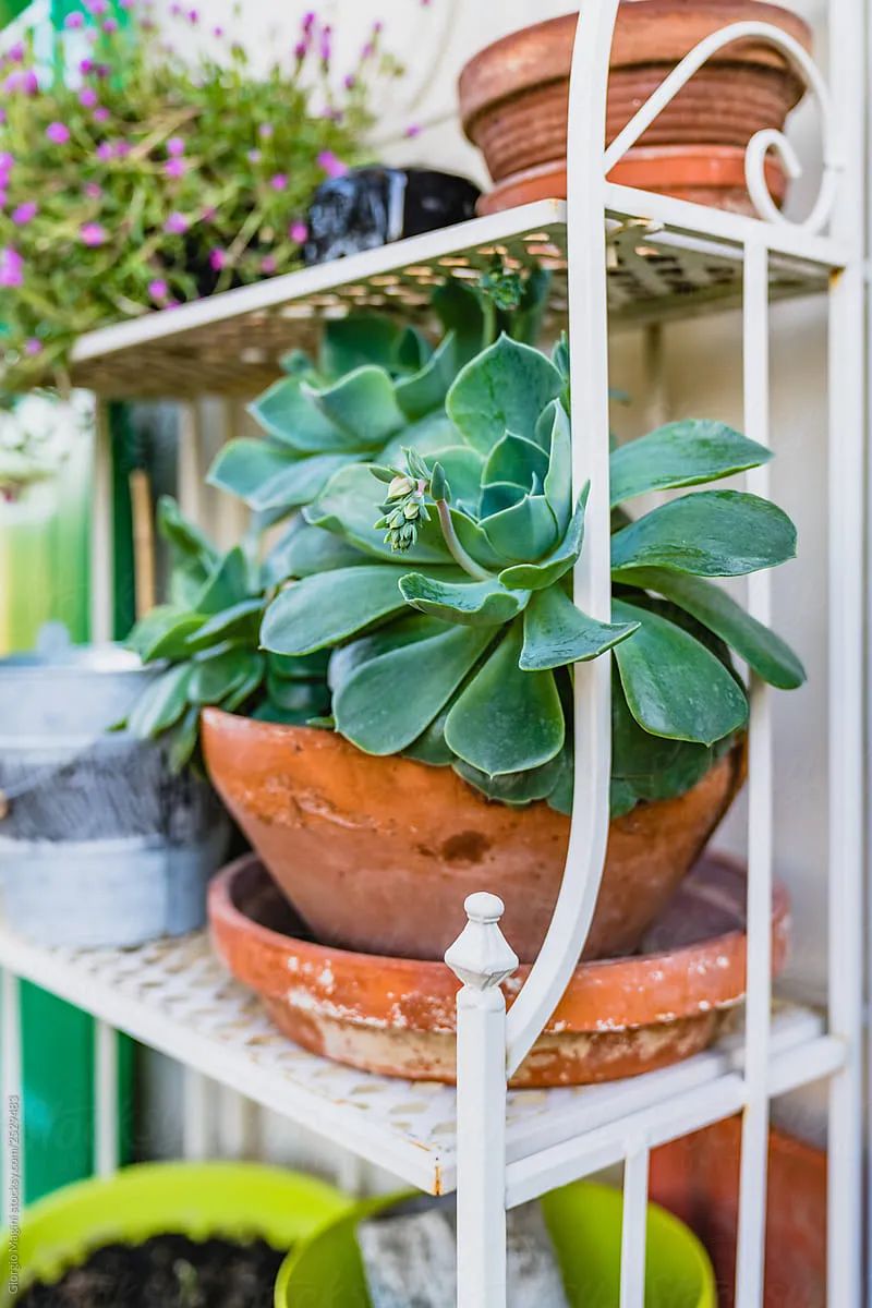 养多肉植物掌握几个要点,新手多肉植物如何养殖才能养得好