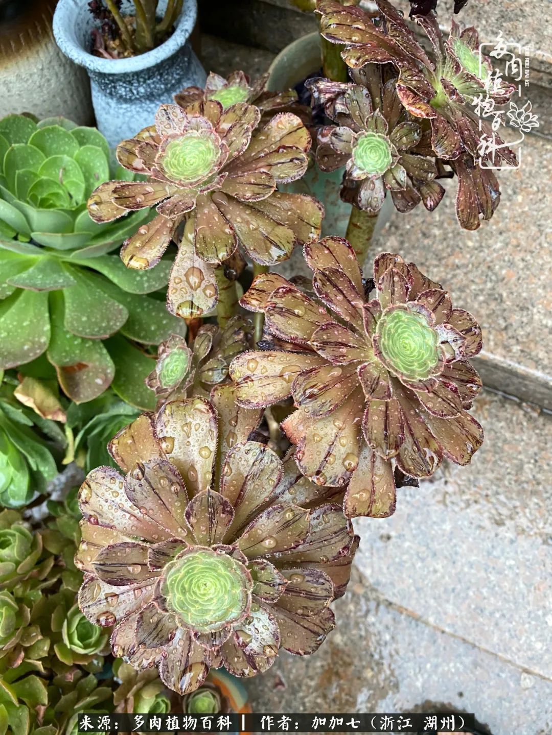 没根的法师夏天怎么养,五法师阵容