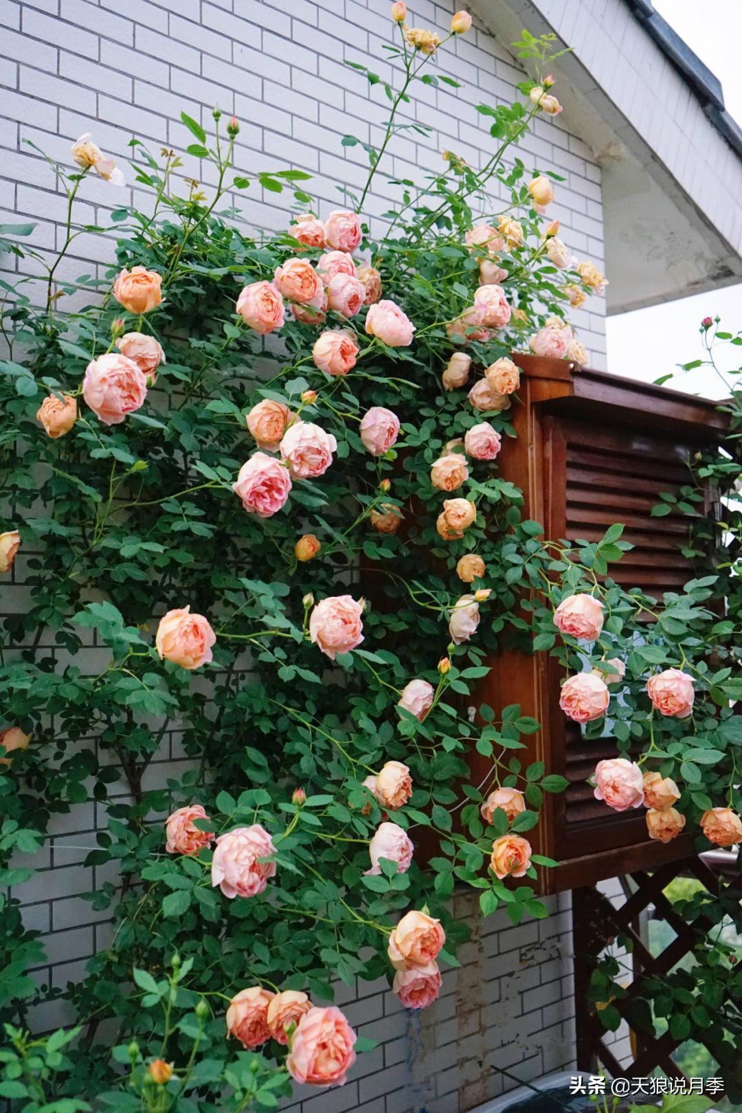 如何打造四季开花的花园,如何打造四季都有花的花园