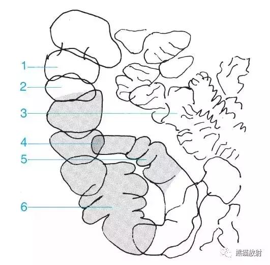 「收藏」11种消化道造影解剖图谱