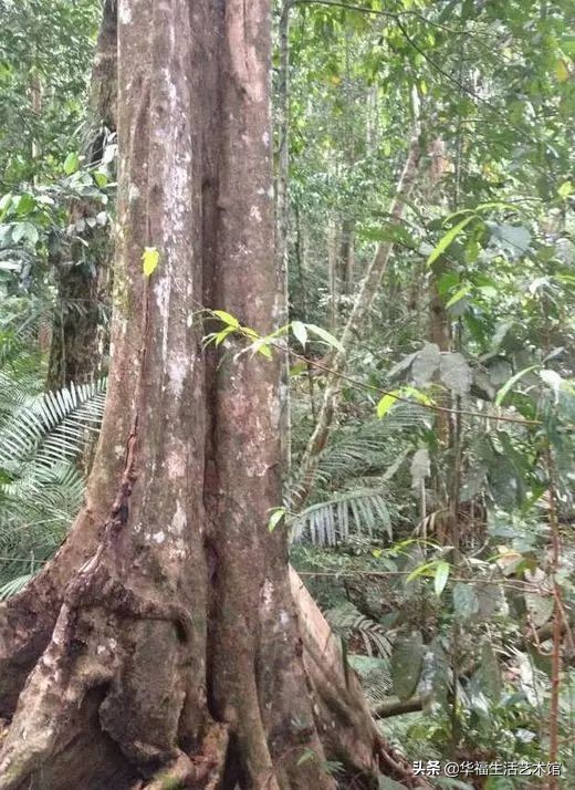 沉香和沉香树有什么区别,沉香树的沉香是哪样的