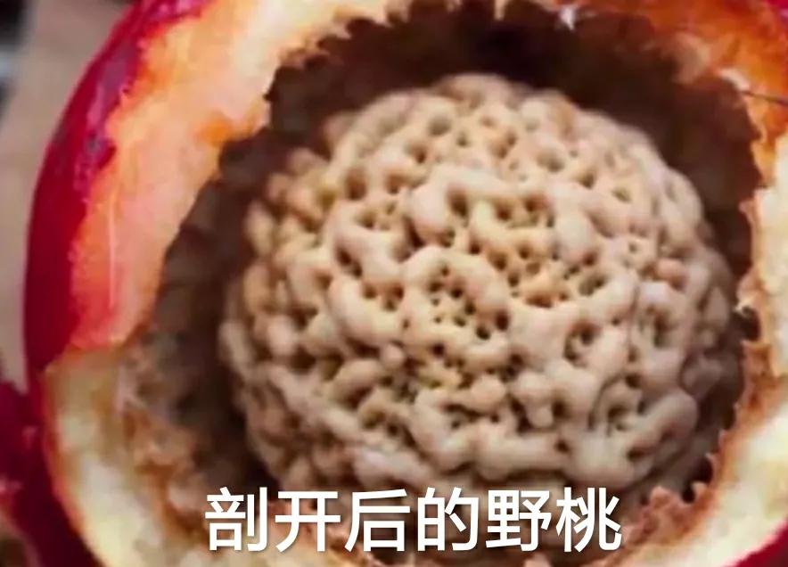 各种蔬菜水果祖先的样子,各种蔬菜祖先