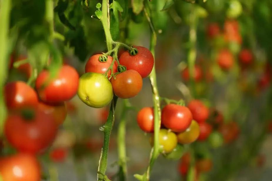 密云焦家坞原味一号西红柿苗,密云农家西红柿
