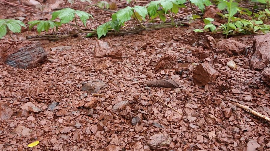 老徐谈茶138期,老徐谈茶冰岛茶特点