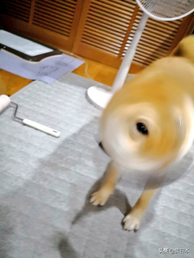 沙雕手办日本小哥,日本沙雕手办小哥