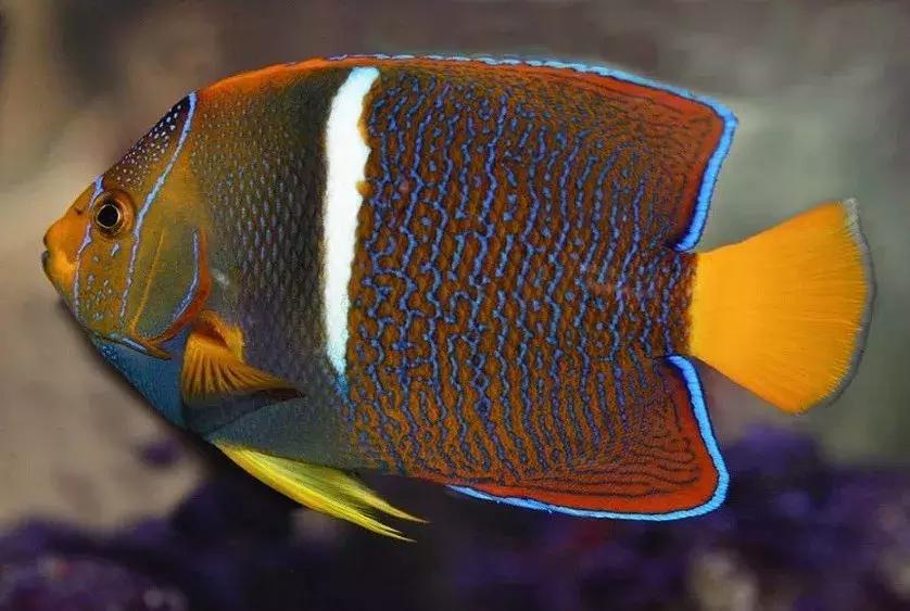 fot海水观赏鱼,fot鱼品种