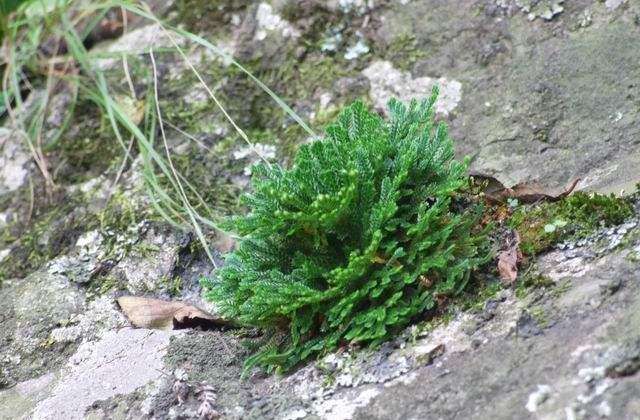 农村小野草“九死还魂”，缺水成枯草，遇水就复活，如今成高档货