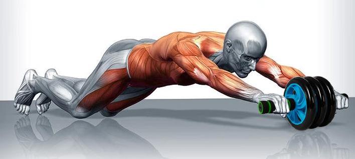 一个轮子的健腹轮,一个健腹轮消耗热量