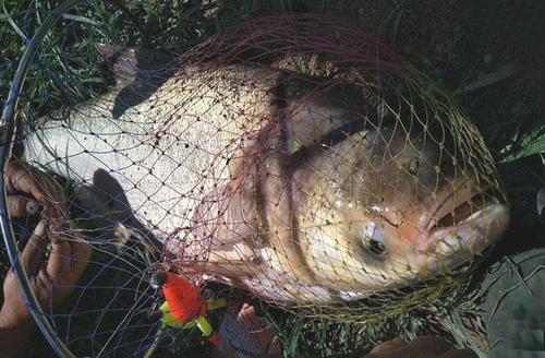 抛竿10-20斤鲢鳙用几号钩,5-10斤鲢鳙抛竿用几号线