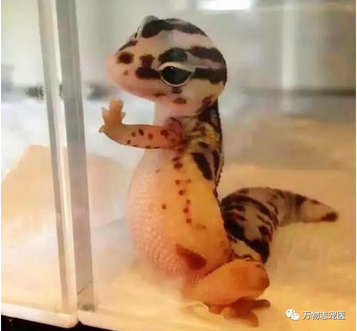 守宫幼体饲养入门常识,新宠到家怎么养