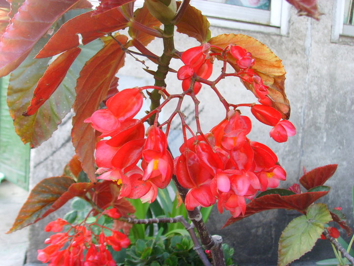 阳台散文随笔,散文阳台