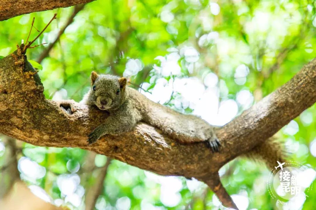 昆明富人住哪个区,住在昆明翠湖是怎样的体验