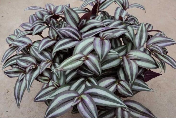 背向阳台适合养什么花,什么花适合在背阴处养