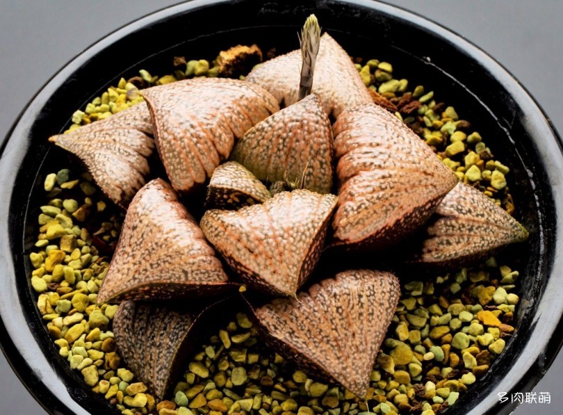 多肉玉露寿的品种图鉴,多肉植物欣赏