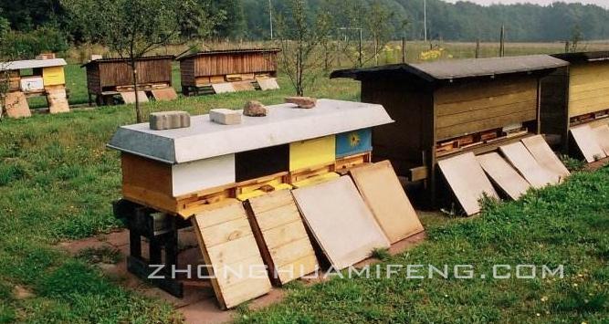 蜜蜂高效养殖技术一本通,农广天地蜜蜂养殖技术