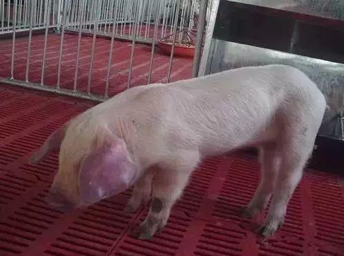 猪发烧好了其他猪还是咬它怎么办,猪反复发烧打针退烧不打针又发烧