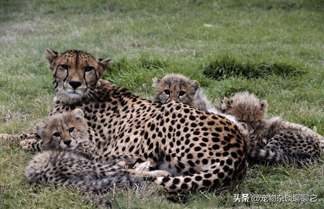 最完美的顶级捕食者,地球上最顶级的捕食者