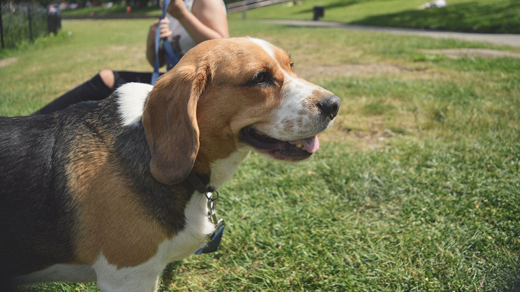 狗狗临产前像月经出血,狗狗临产前为什么爱吃东西