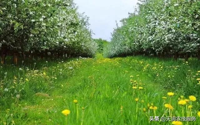 草铵膦跟草甘膦哪个除野草效果好,草甘膦和草铵膦灭大树哪个效果好