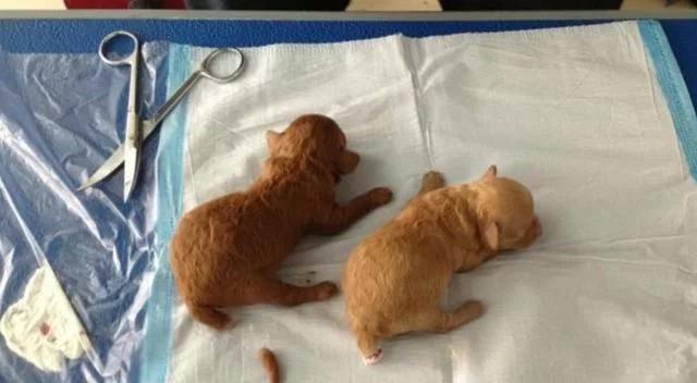 一个半月的泰迪狗狗还可以断尾吗,泰迪断尾和贵宾断尾