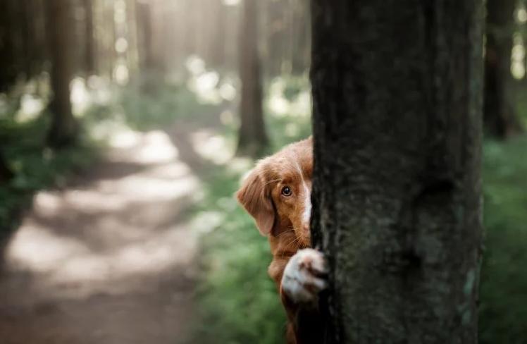 狗狗最近这几天老是藏起来,狗狗为什么总是藏沙发底下