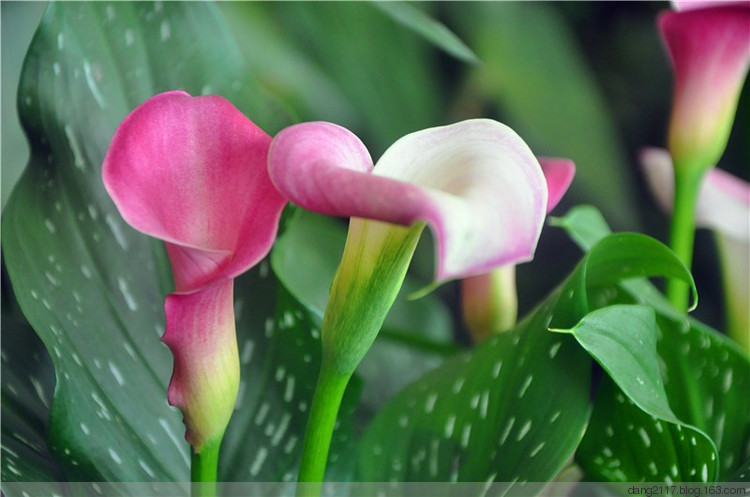 马蹄莲开花技术,让马蹄莲爆盆式开花