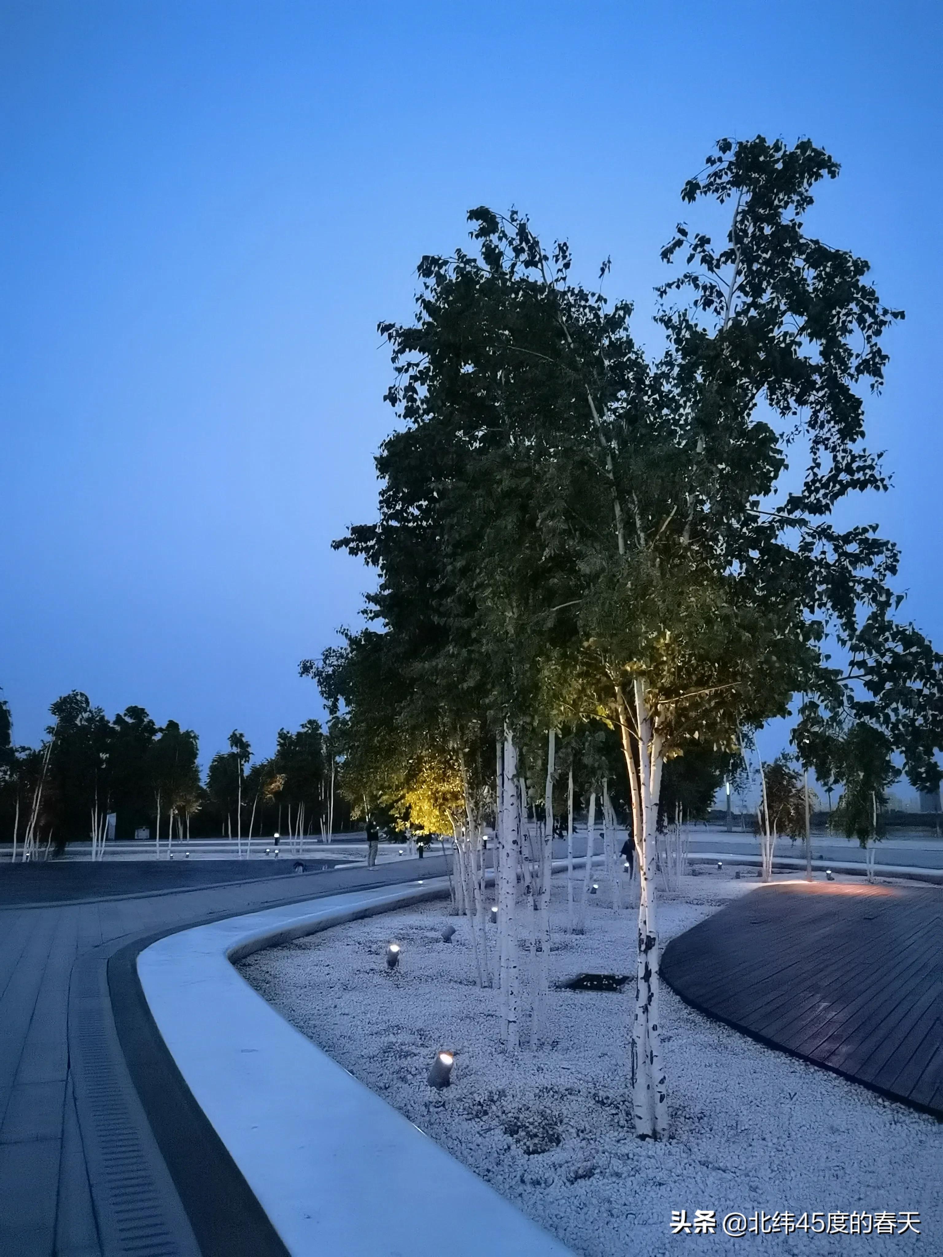 小树林手机拍摄技巧,夜间拍摄植物视频技巧