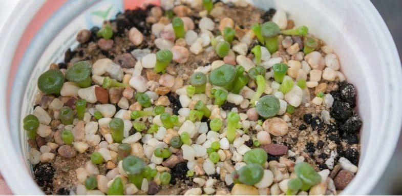 多肉植物如何播种视频教学,多肉植物刚买回来种植方法