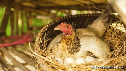 母鸡抱窝要怎么移窝,母鸡抱窝前的征兆