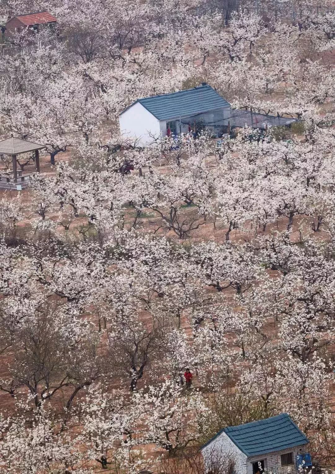 来淄博要做的十件事,来潍坊需要什么