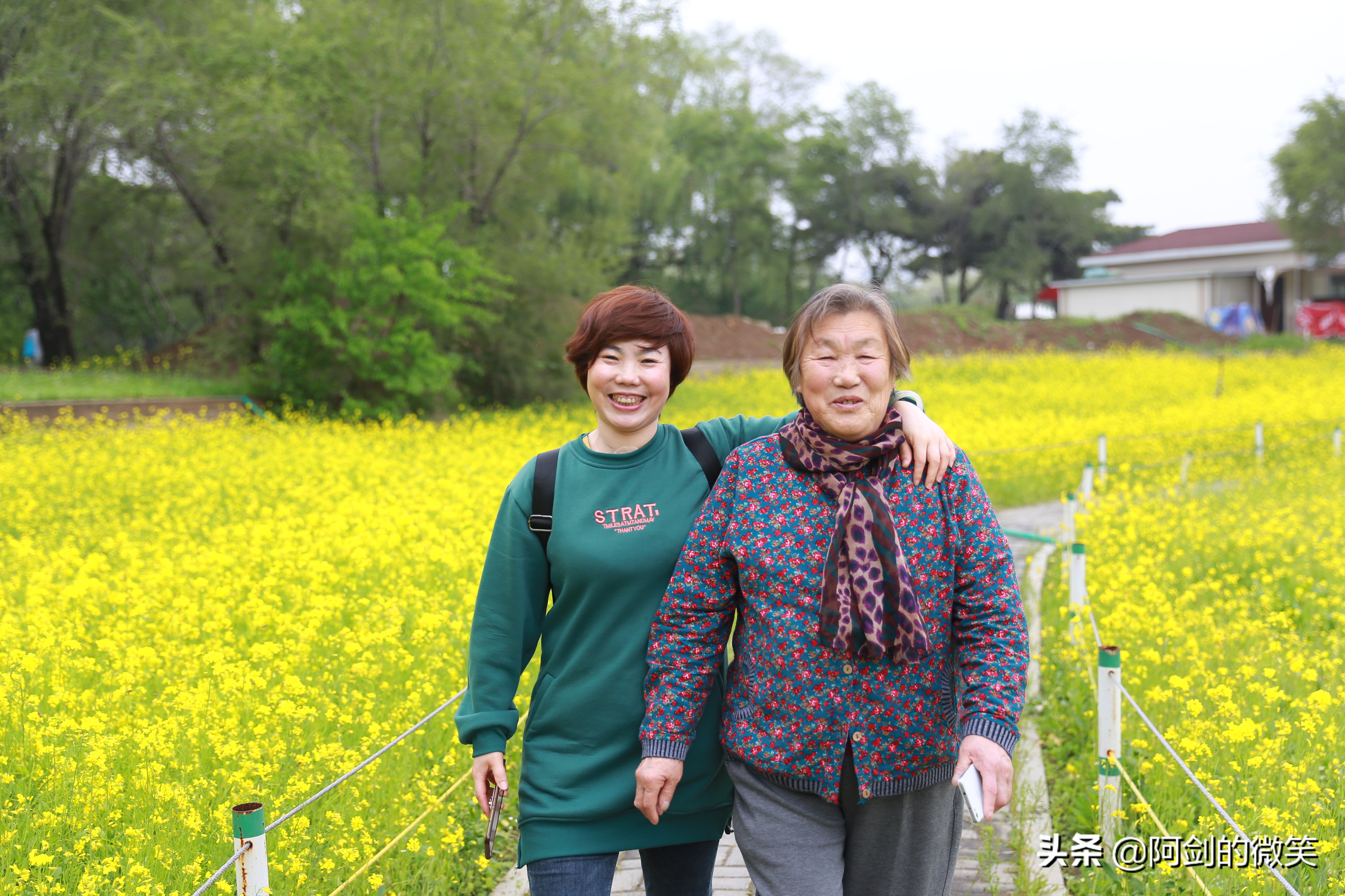 沈阳十一假期哪里有花海,沈阳玫瑰小镇温泉花海两日游
