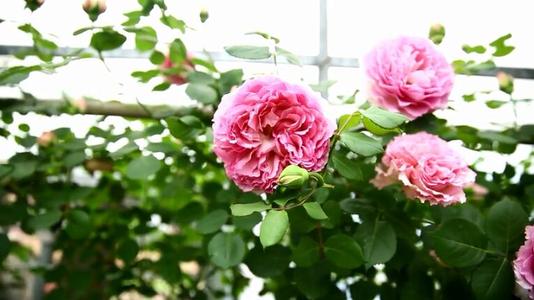 适合院子种的藤本月季品种,适合两广种植的浓香型藤本月季