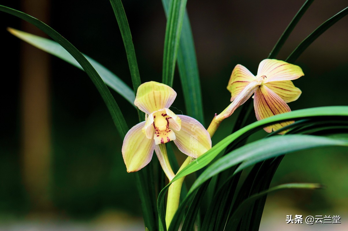 看不见的忧伤是什么歌,看不见的忧伤完整版