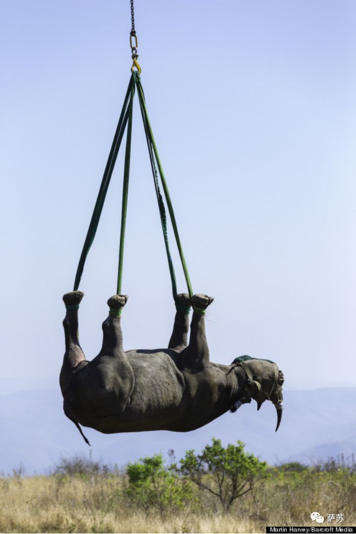 四脚倒挂吊上天运800英里？人类这般虐犀牛，背后的原因听了心酸