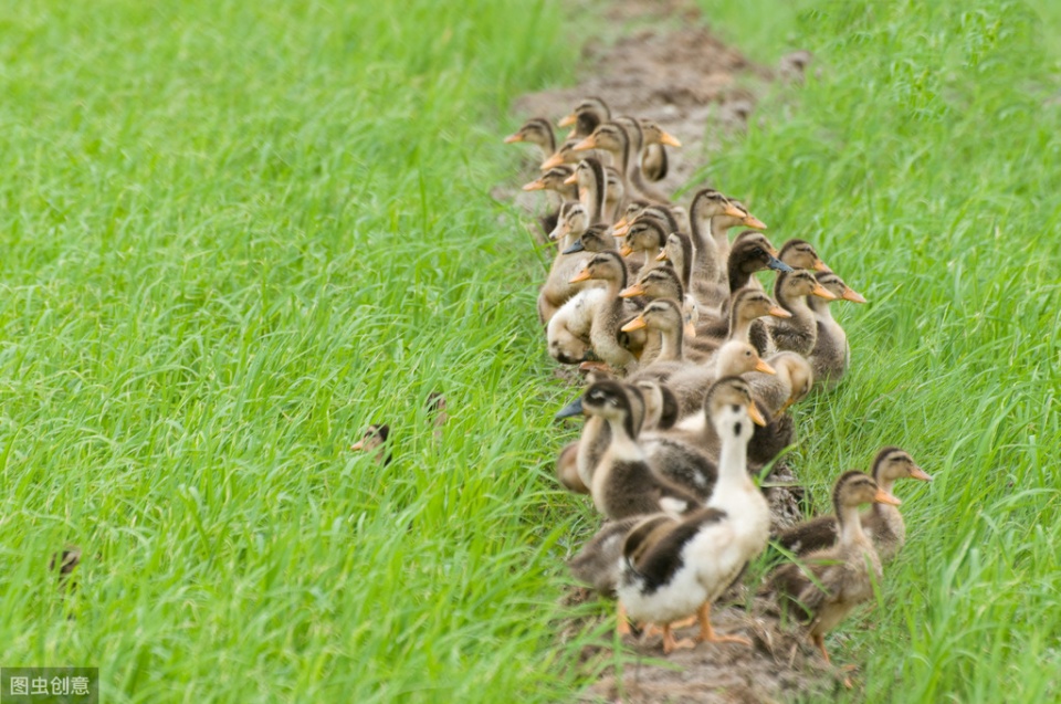 鸭鹅瘫痪最快的恢复方法,鸭瘫痪的最佳治疗方法