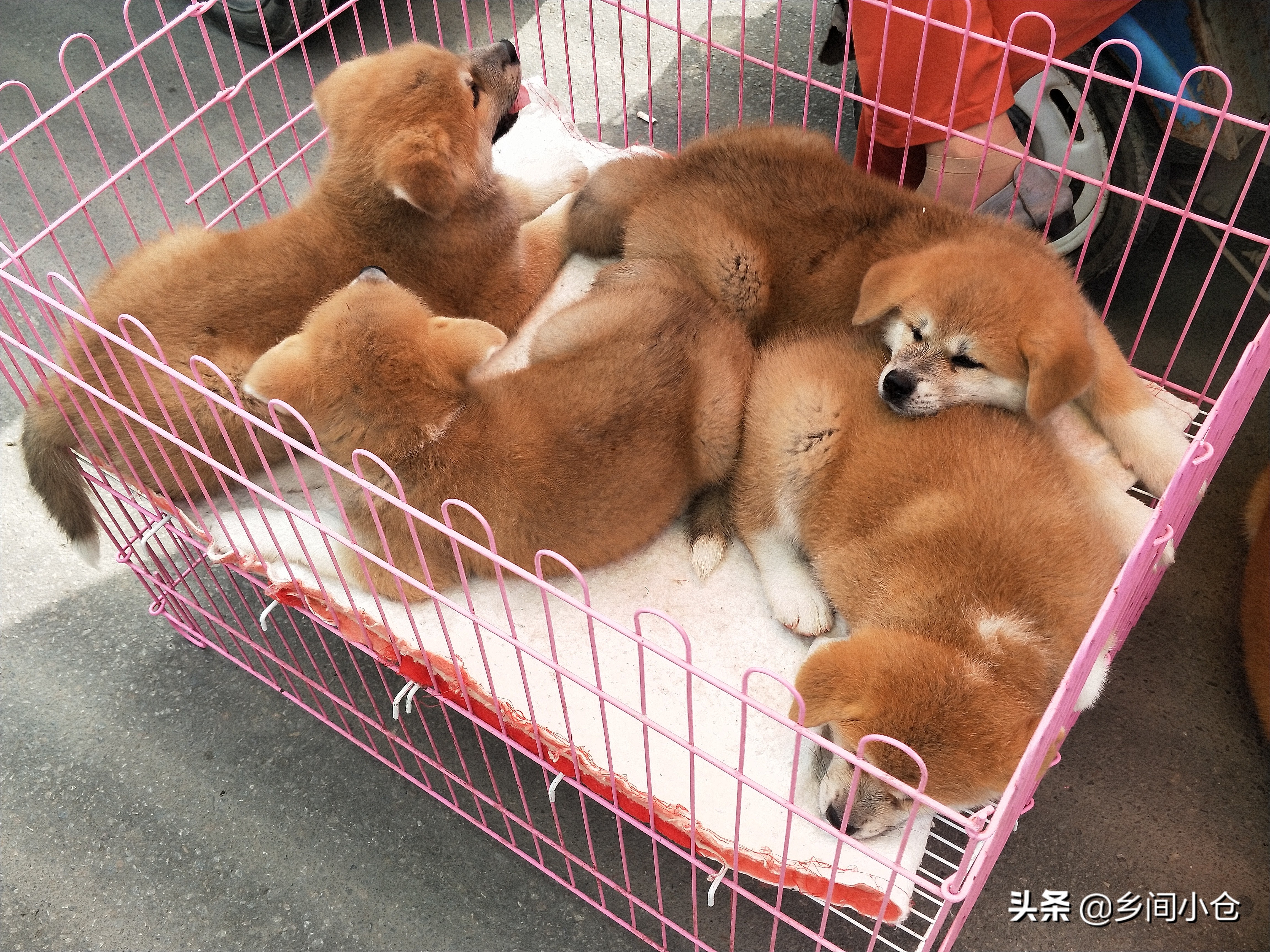 小妹子逛狗市遇到没见过的品种,大型狗市都有什么品种