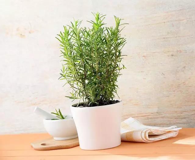 花盆起虫子用什么灭虫子,怎样杀死花盆里面的小飞虫